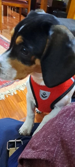 Summer Cat Dog Harness Lead Leash Adjustable Vest Polyester Mesh photo review