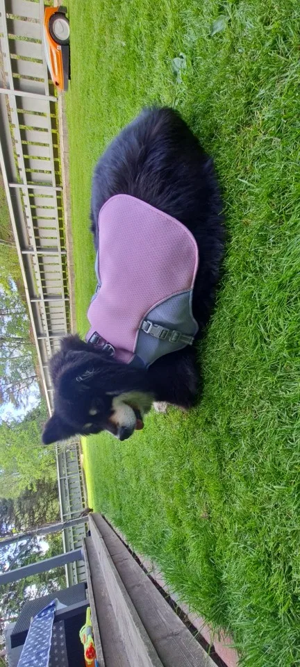 Dog Cooling Vest Harness photo review