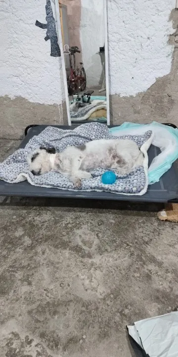 Cozy Haven for Large Paws Warm Pet Bed Mat for Dogs and Cats photo review