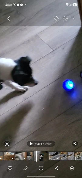 Jouet interactif pour chien et chat – Balle électronique intelligente USB rebondissante, jouet de stimulation pour animaux de compagnie photo review