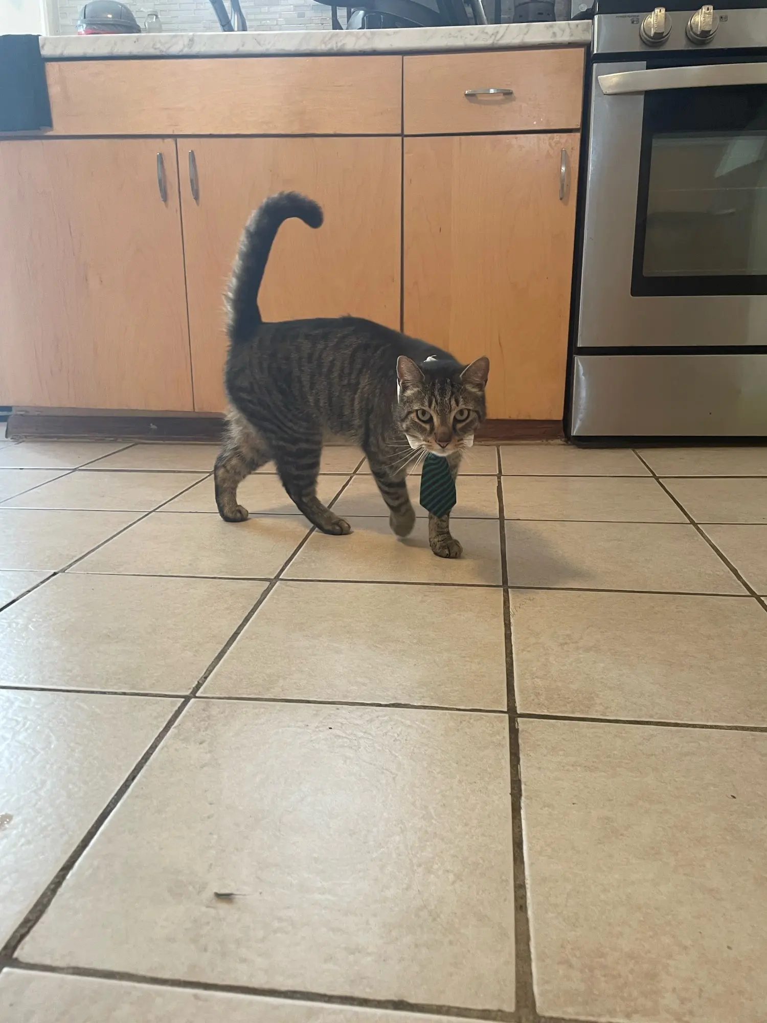 Festive Feline: Adjustable Striped Bow Tie Collar for Stylish Cats photo review