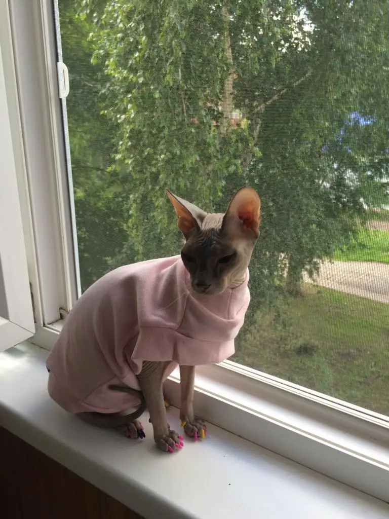 Dog Sweatshirts without Hoods