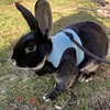 Breathable and stylish pet vest-style harness with adjustable soft strap and elastic leash set, suitable for rabbits and cats 5