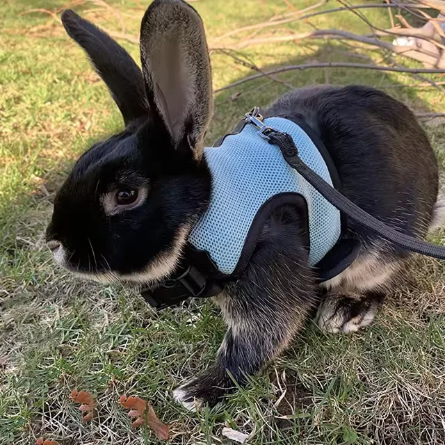 Breathable and stylish pet vest-style harness with adjustable soft strap and elastic leash set, suitable for rabbits and cats 5