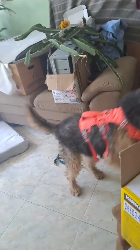 Arnés Duradero Para Perro