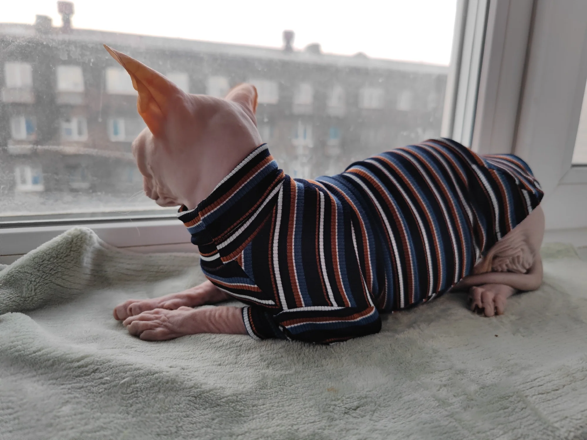 Stylish Knitted Striped High Collar Cat Clothing for Sphinx Devon Hairless Kitten photo review