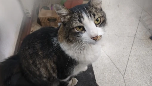 Loose Black T-Shirt - Animecore Aesthetic photo review