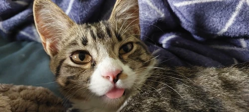 Gray A-Line Pleated Mini Skirt - Korean Y2 K Vintage Style photo review