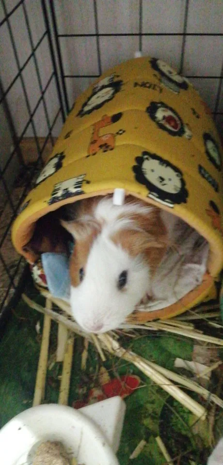 Maison de hamster photo review