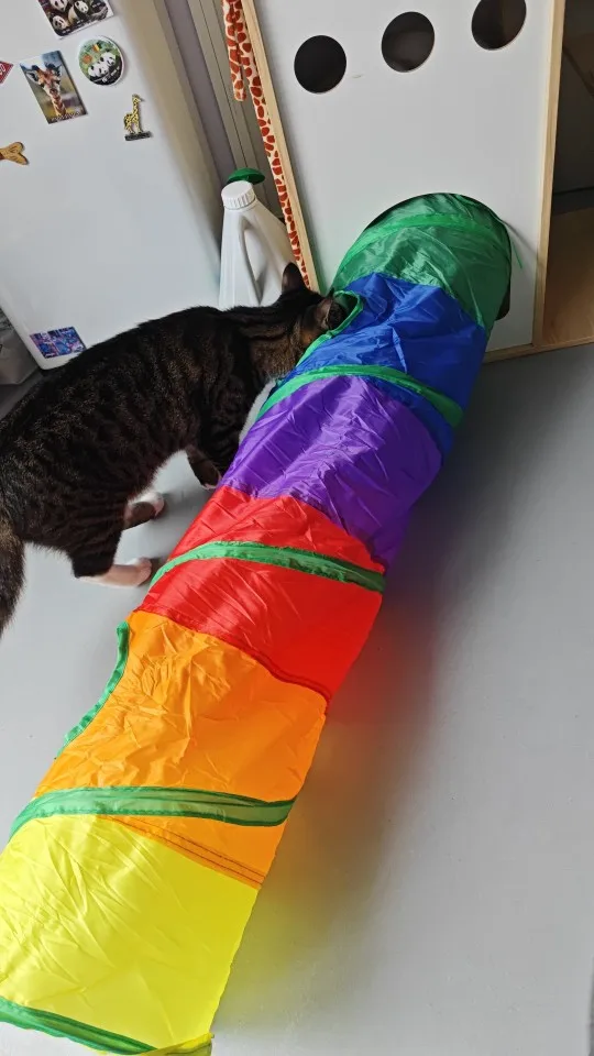 foldable Cat Tunnel Toy photo review