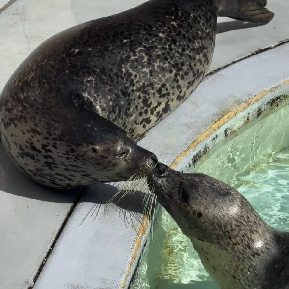 Fleece-gefütterte Strumpfhosen für stilvolle Wärme im Winter photo review