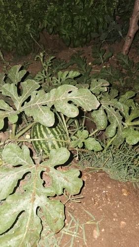 New Solid Color White Bikini Women suit Low Waist Lace-up Fashionable Swimsuit Two-piece Set photo review