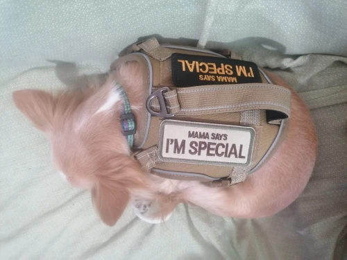 Arnés Para Perro