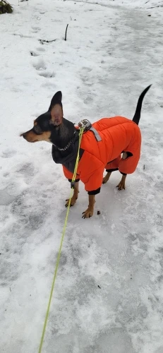Waterproof Winter Jacket with Harness for Small to Medium Dogs, Keep Your Chihuahua Cozy and Visible in Cold Weather photo review