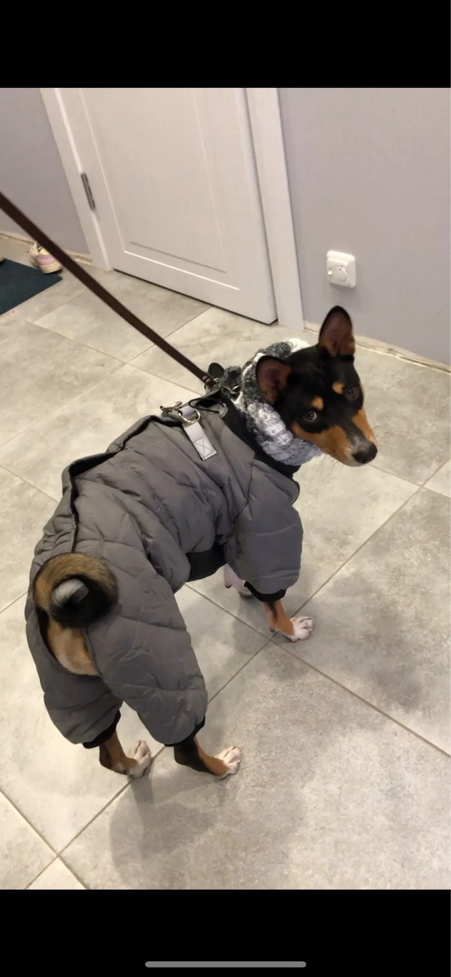 Zimowy kombinezon dla psa NERO photo review