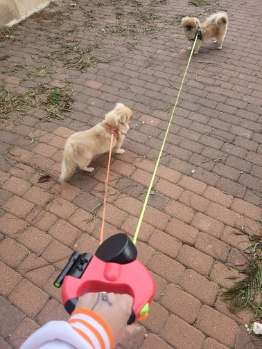 3m Retractable Dual Leash with Reflective Design and 360° Swivel - No Tangle, No Fuss Walks with Lights photo review