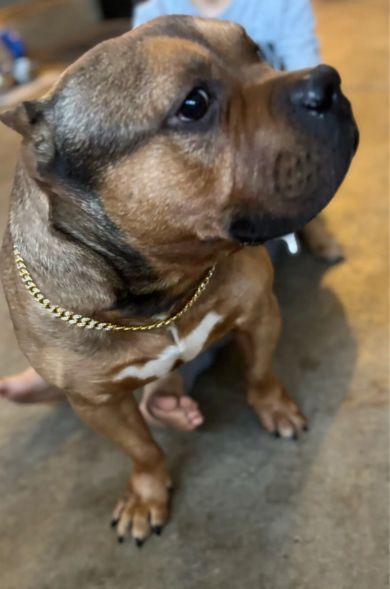 Pawsomenook™ - Crystal Collar Jewelry For Dogs And Cats.