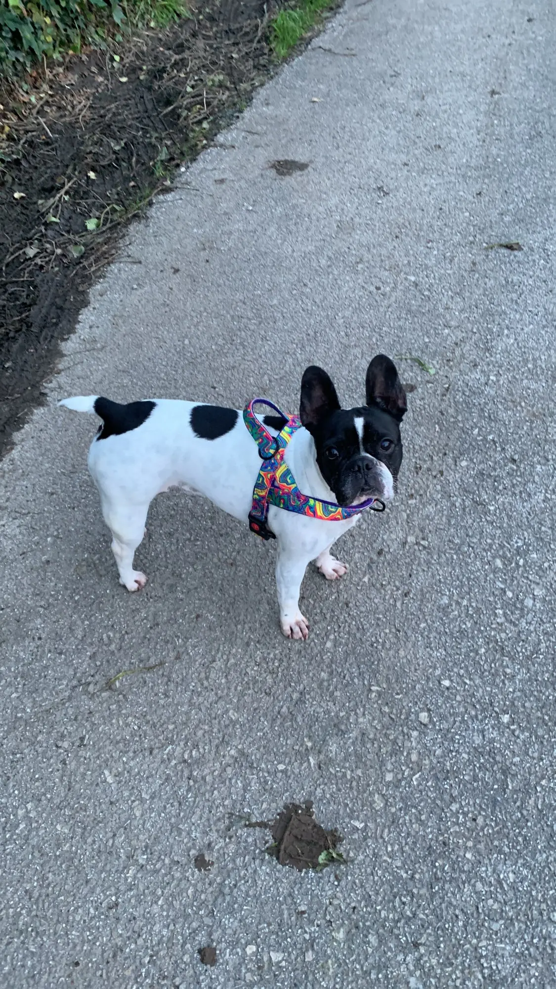 Secure Paws No-Pull Nylon Harness: Comfortable & Durable Vest for Medium to Large Dogs photo review