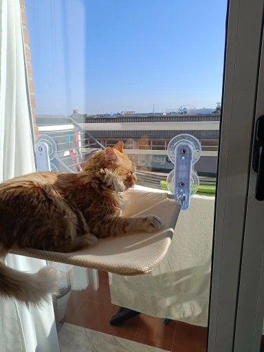 Hanging Cat Bed Pet Cat Hammock Aerial Cats Bed House Kitten Climbing Frame Sunny Window Seat Nest Bearing 20kg Pet Accessories photo review