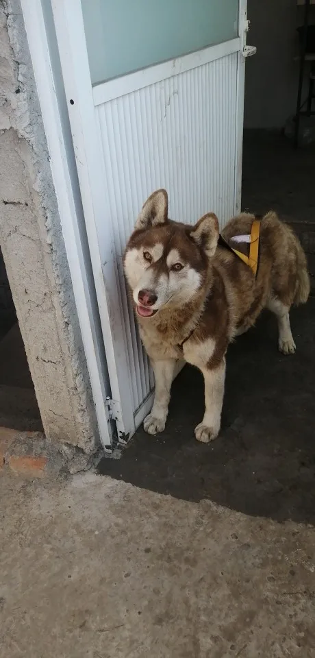 Adventure-Ready: Waterproof Reflective Dog Sledding Harness photo review