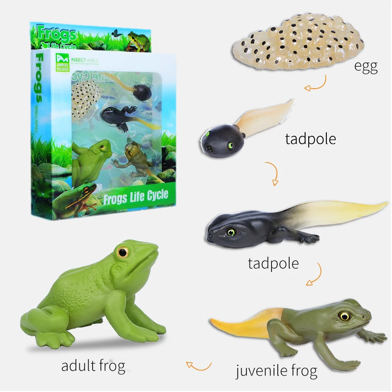 Abaodam 2 Pezzi Modello Di Fasmidi - Insetti Finti In Plastica Per Gioco Educativo, Decorazioni E Insegnamento, Dimensioni 10,5x9 Cm