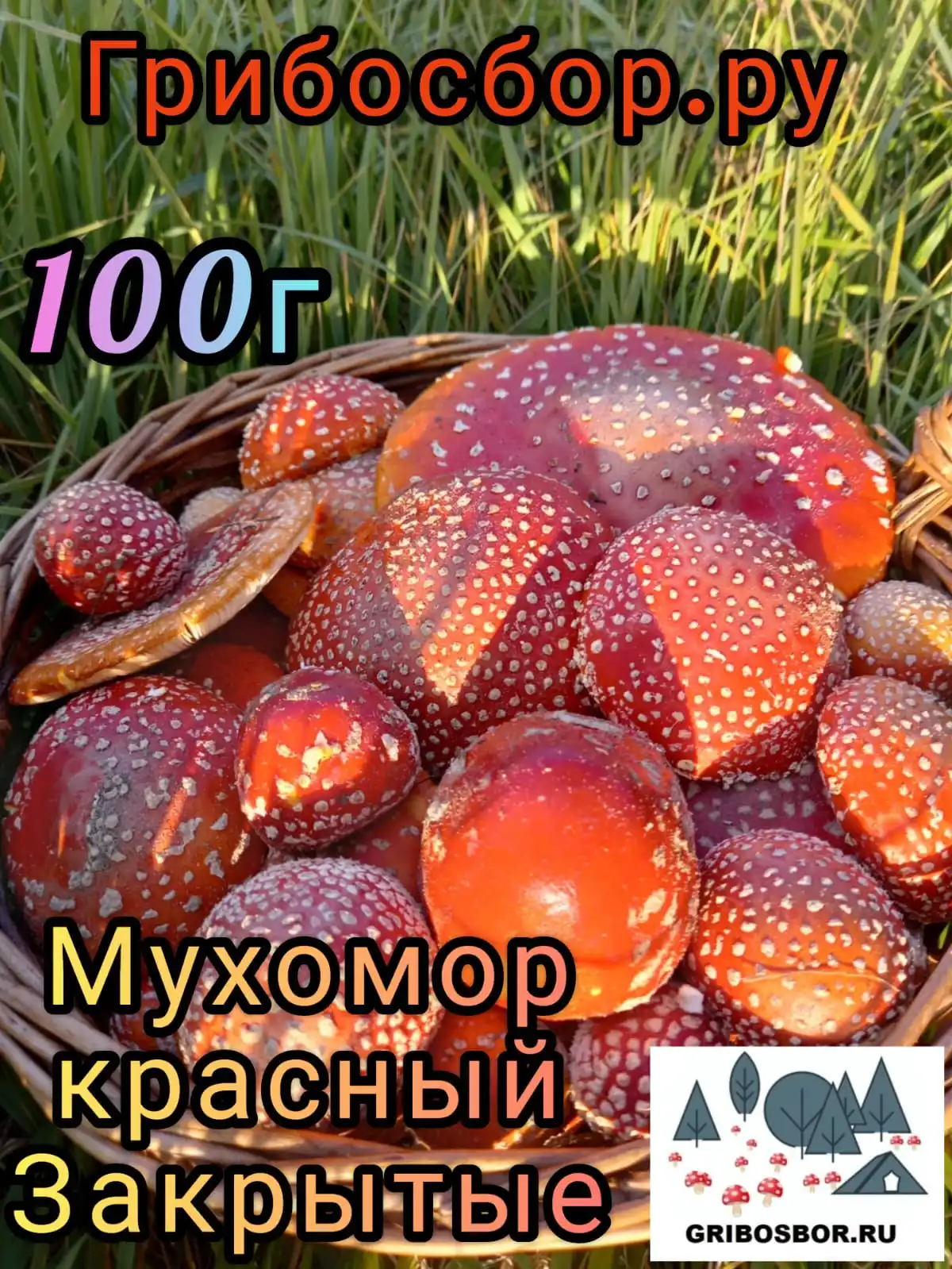 Мухомор красный сушеный