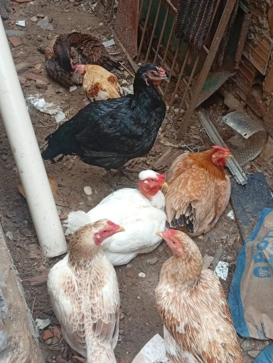 2k 3MP WIFI Camera Outdoor IP66 Surveillance Security Protection Video IP Camera Wireless AI Human Detect iCSee CCTV Bullet Cam photo review