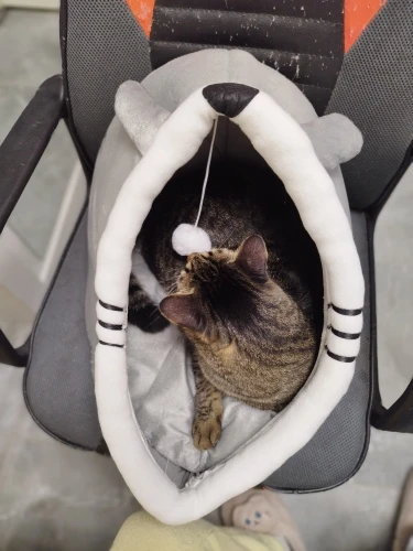 Cat Toys | Mouse Shape toys | Foldable Cat Toys । Cat & Dog Toys | ATOZBY photo review