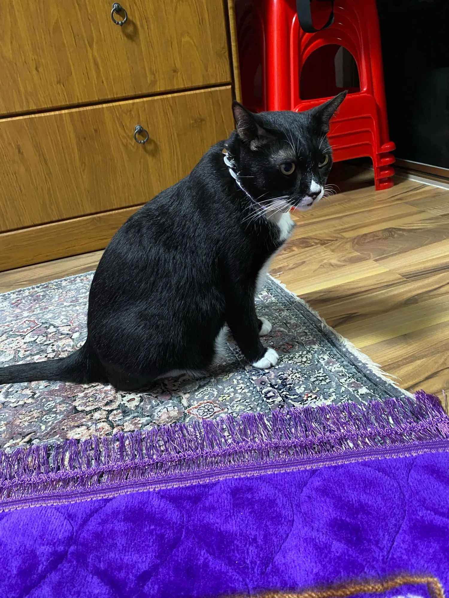 Diamante Dog Collar photo review