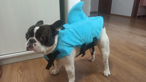 Kapok dla psa z płetwą rekina BABY SHARK photo review
