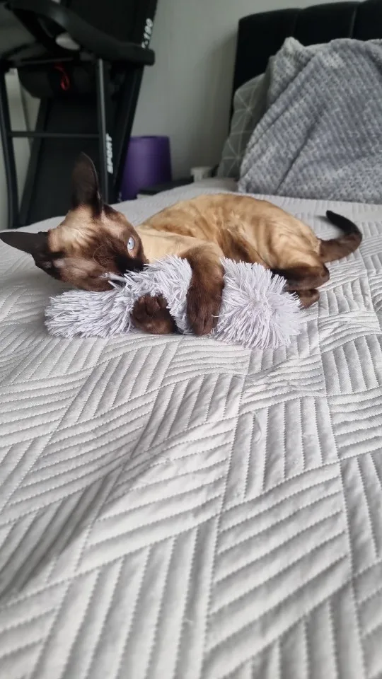 Cat balm | Cat toys | Pet Interactive Products | ATOZBY photo review