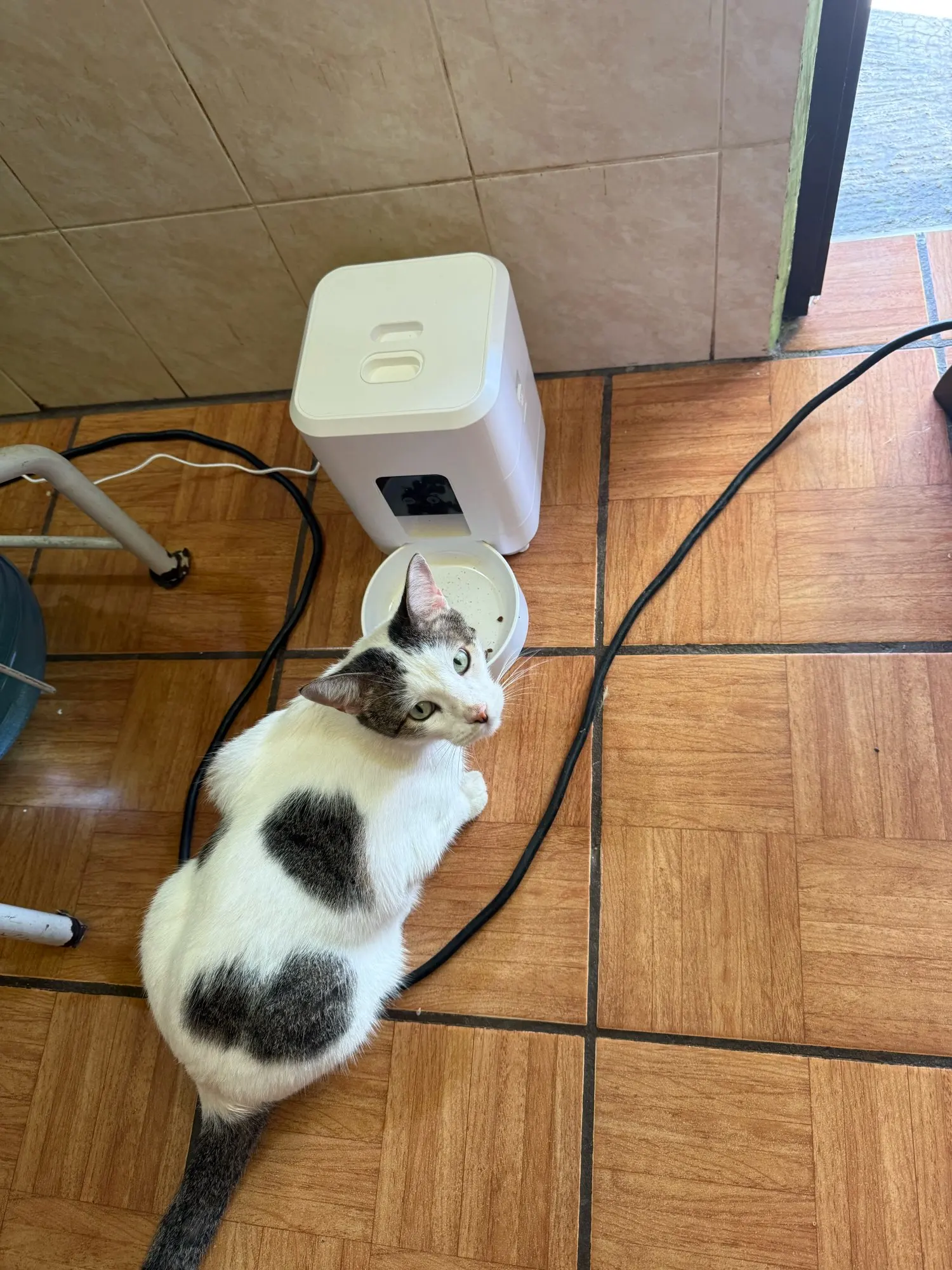 Futterautomat Pro Wireless