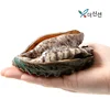 더신선건강의 섬 완도산 활 참전복 1kg 16-19미 / 전복칼+전용솔 세트증정
