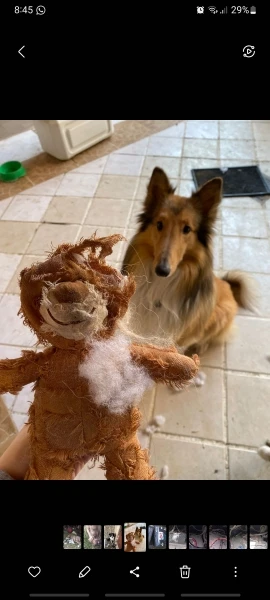 Peluche Oso Chirriante Para Perro