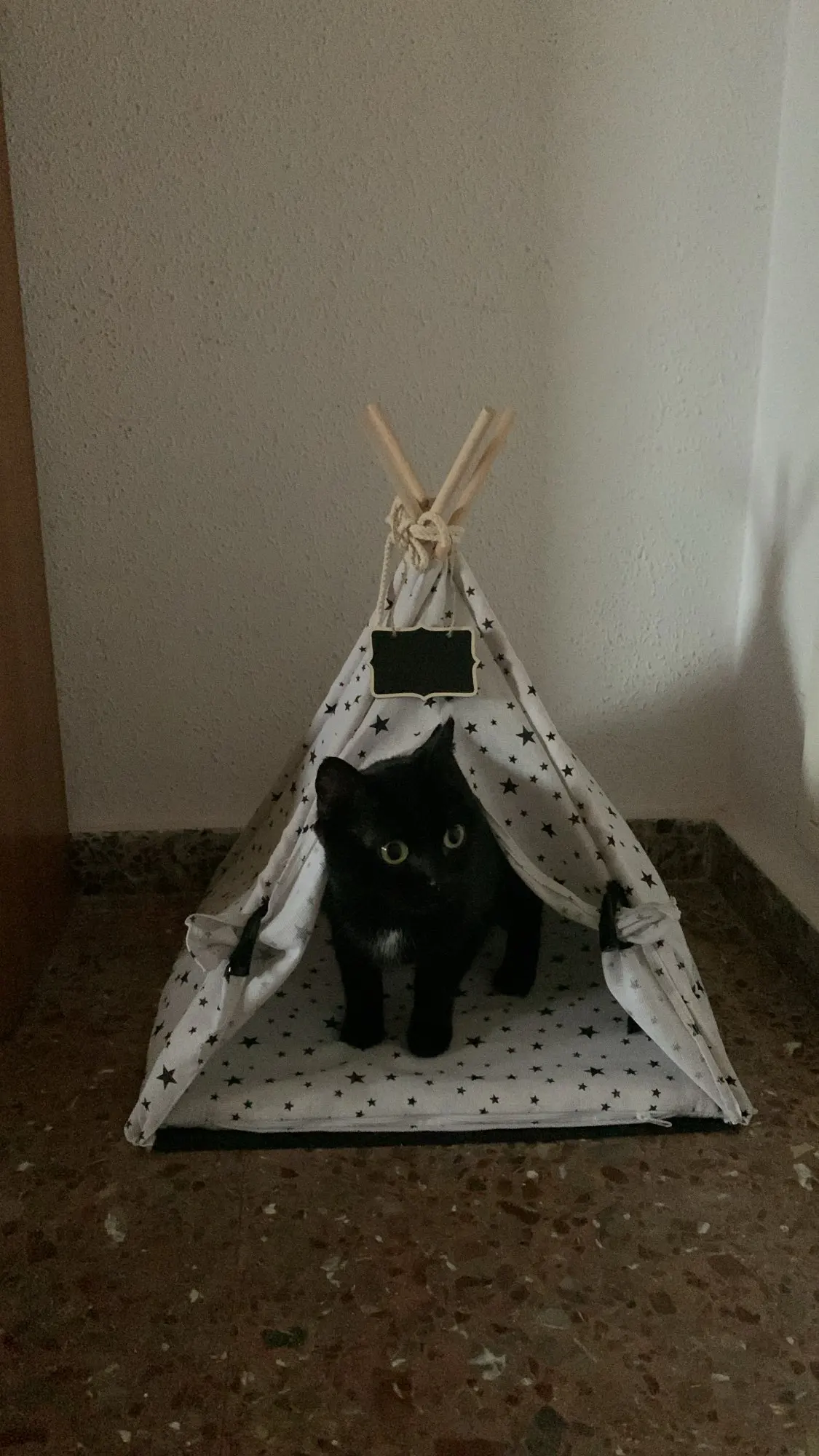 Cosy Cats, Fashionable Cat Tent Nest with Warm Cushioned Bed for Indoor Lounging photo review