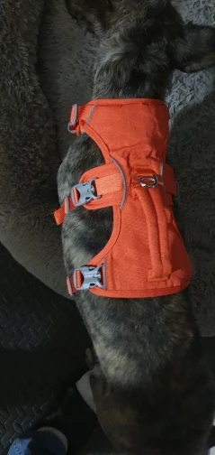 Arnés Duradero Para Perro