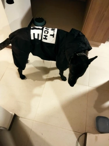 Waterproof Raincoat For Dog And Owner - With Printed Text photo review