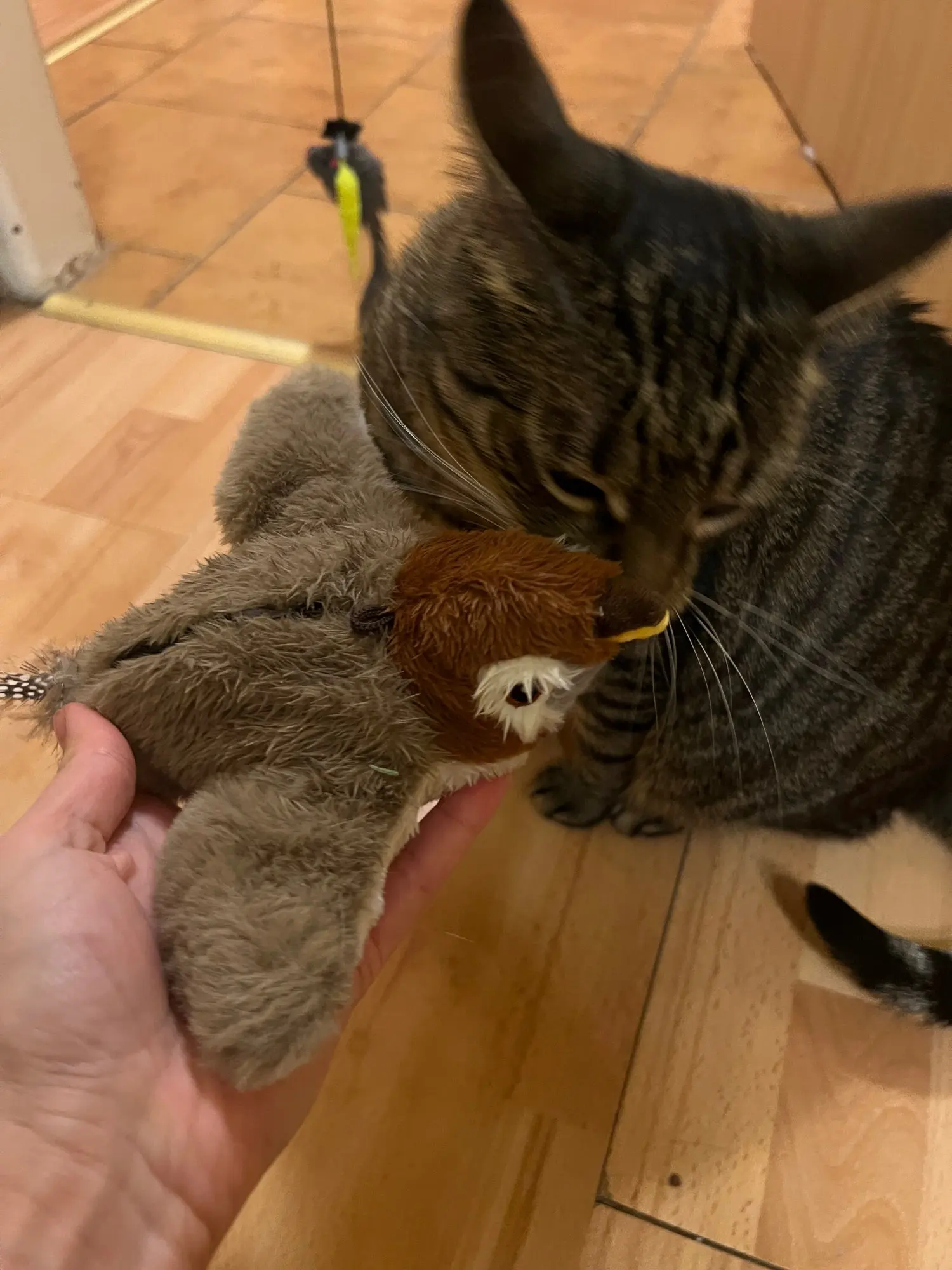Catnip Squeaky Bird Plush (No Flying) photo review