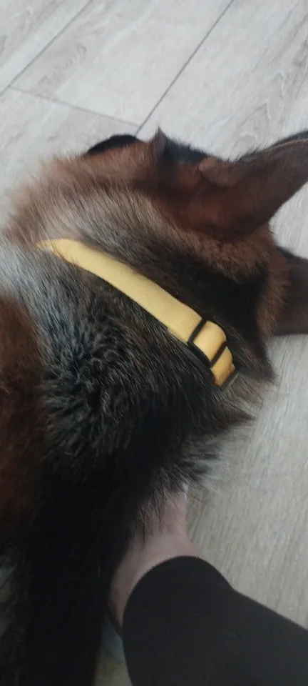 GlowSafe – Leuchtendes Halsband & Leine für maximale Sichtbarkeit bei Nacht photo review