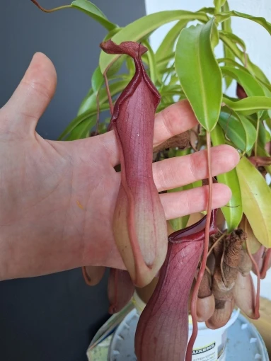 Xiaomi Smart Doorbell 3 photo review