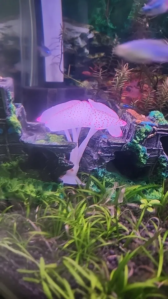 Glowing Coral Haven, Luminous Silicone Decor for a Mesmerizing Underwater Aquariumscape photo review