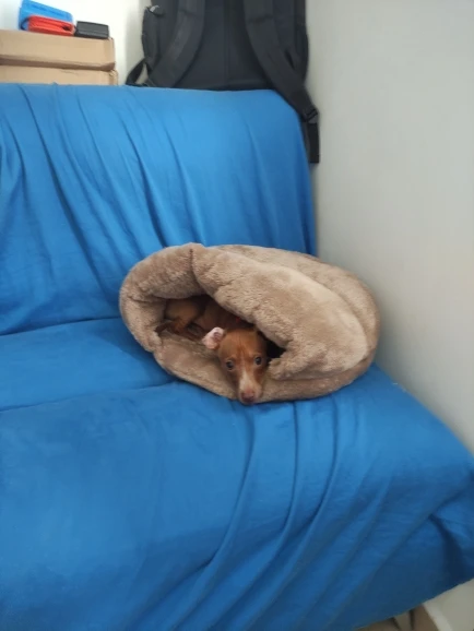 Cozy Haven: Fleece Cat Bed & Tent for Small Dogs and Cats photo review