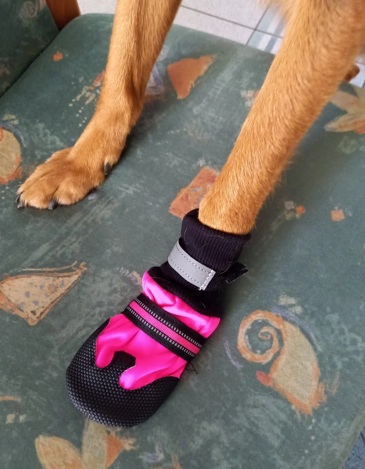 Anti-slip Shoes - Rain Accessories For Dogs photo review