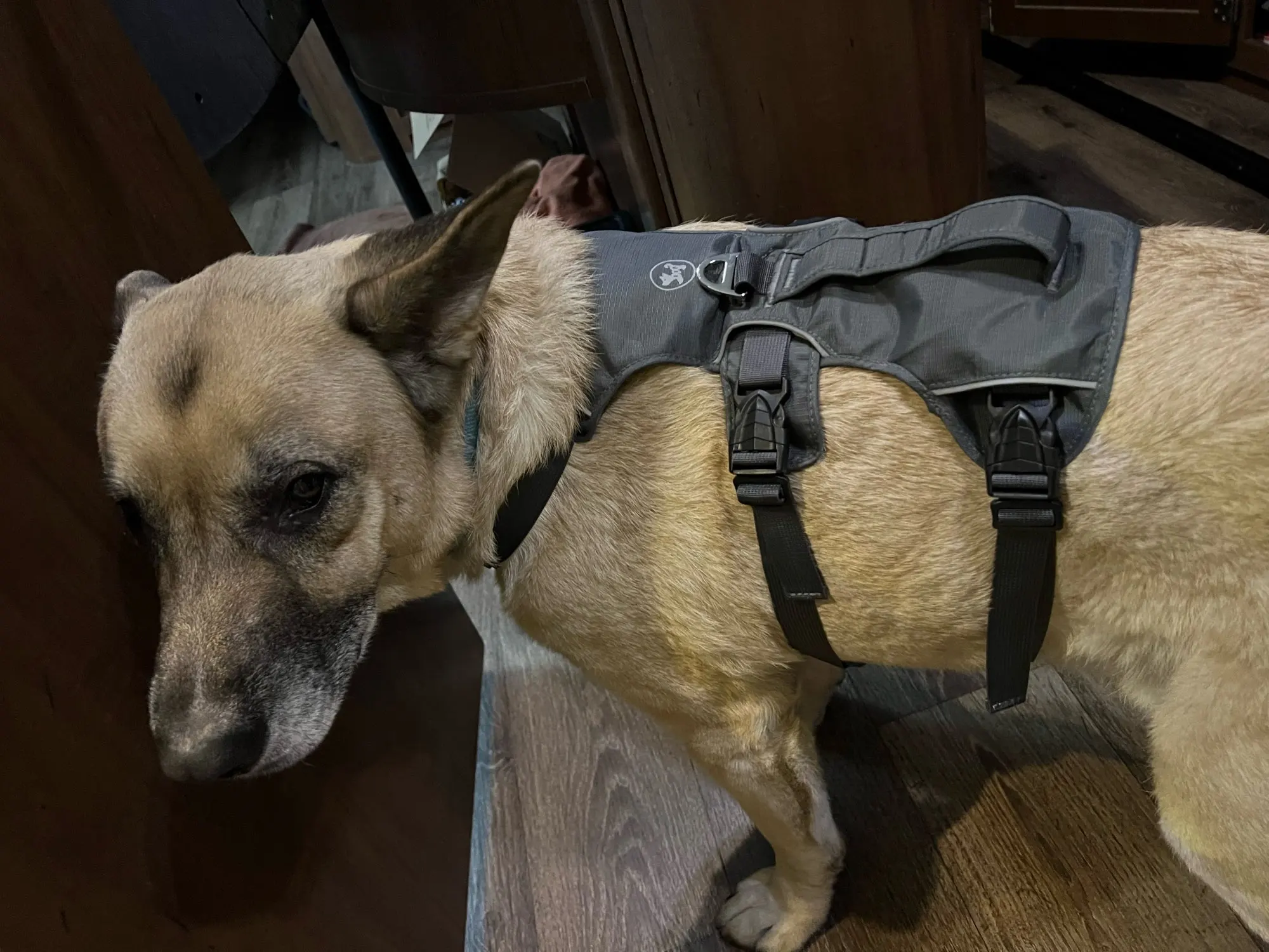 Adventure Buddy: Reflective No-Pull Dog Harness photo review