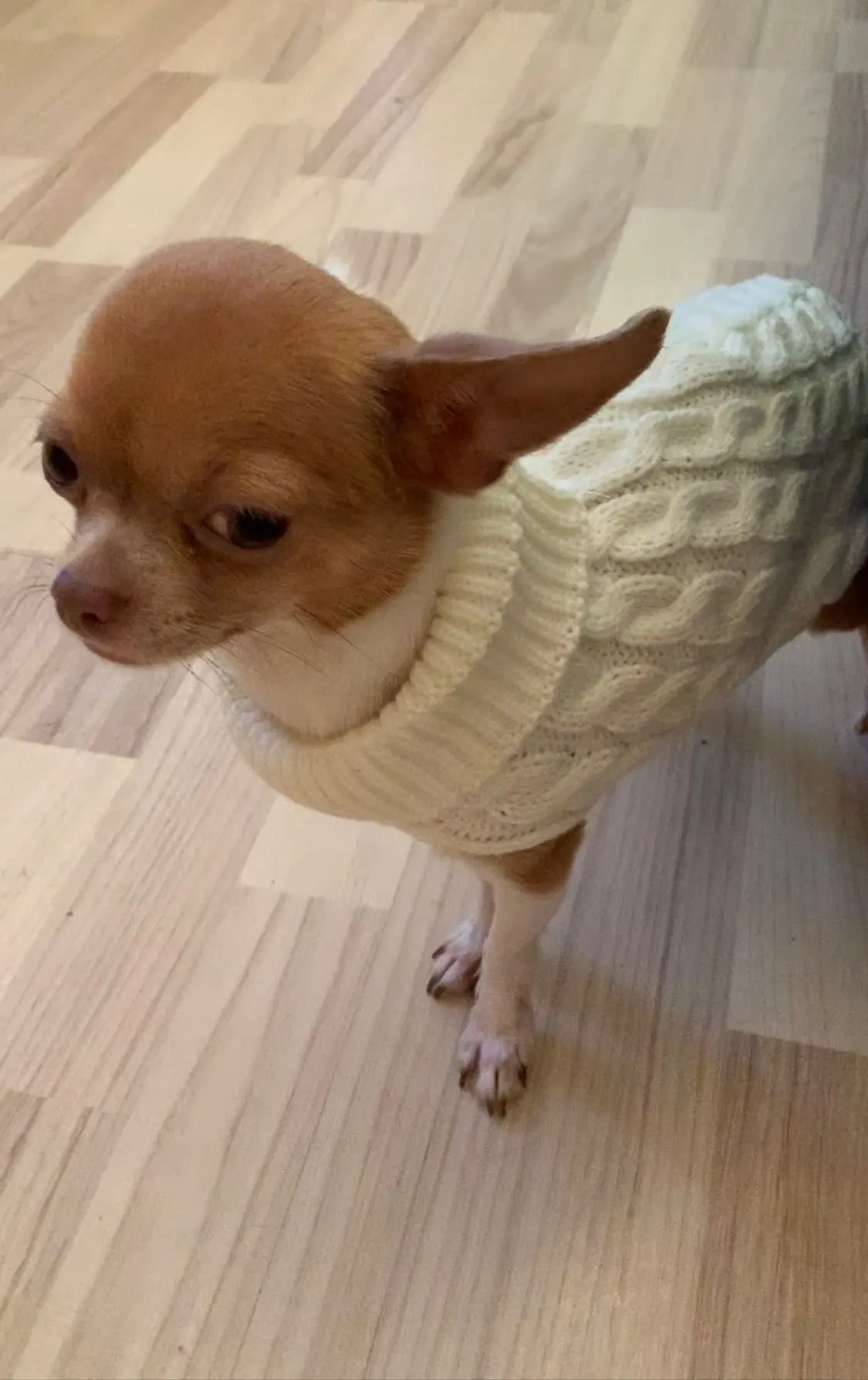 Warm Turtleneck Sweater - Winter Clothes For Dogs photo review
