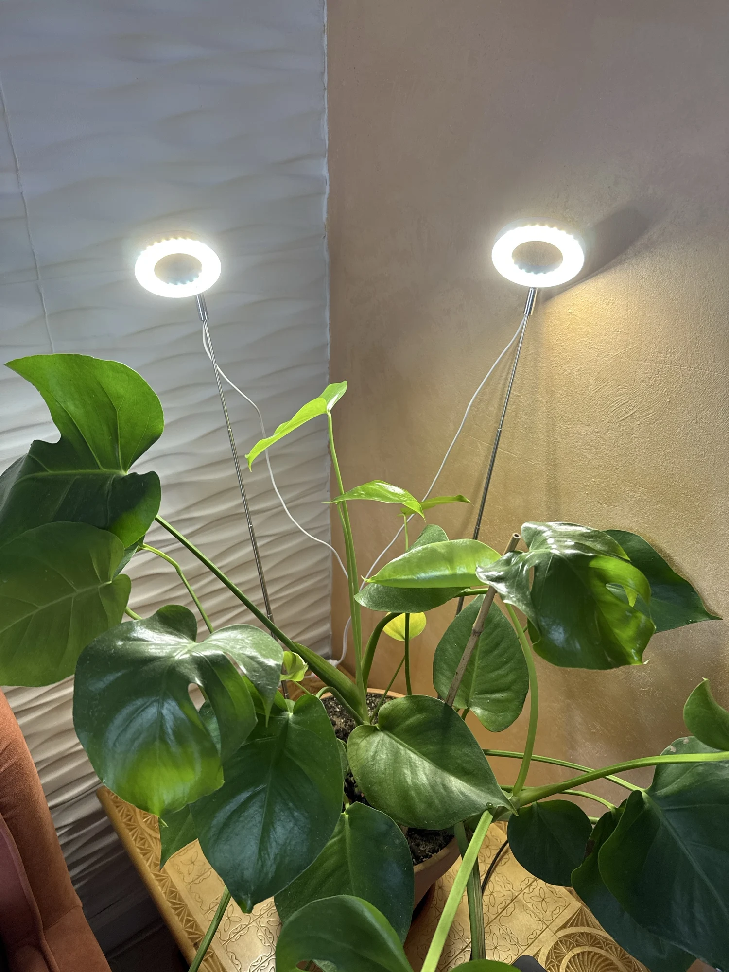 LED Grow Light with Timer – Full Spectrum Dimmable Plant Lamp for Indoor Gardening photo review