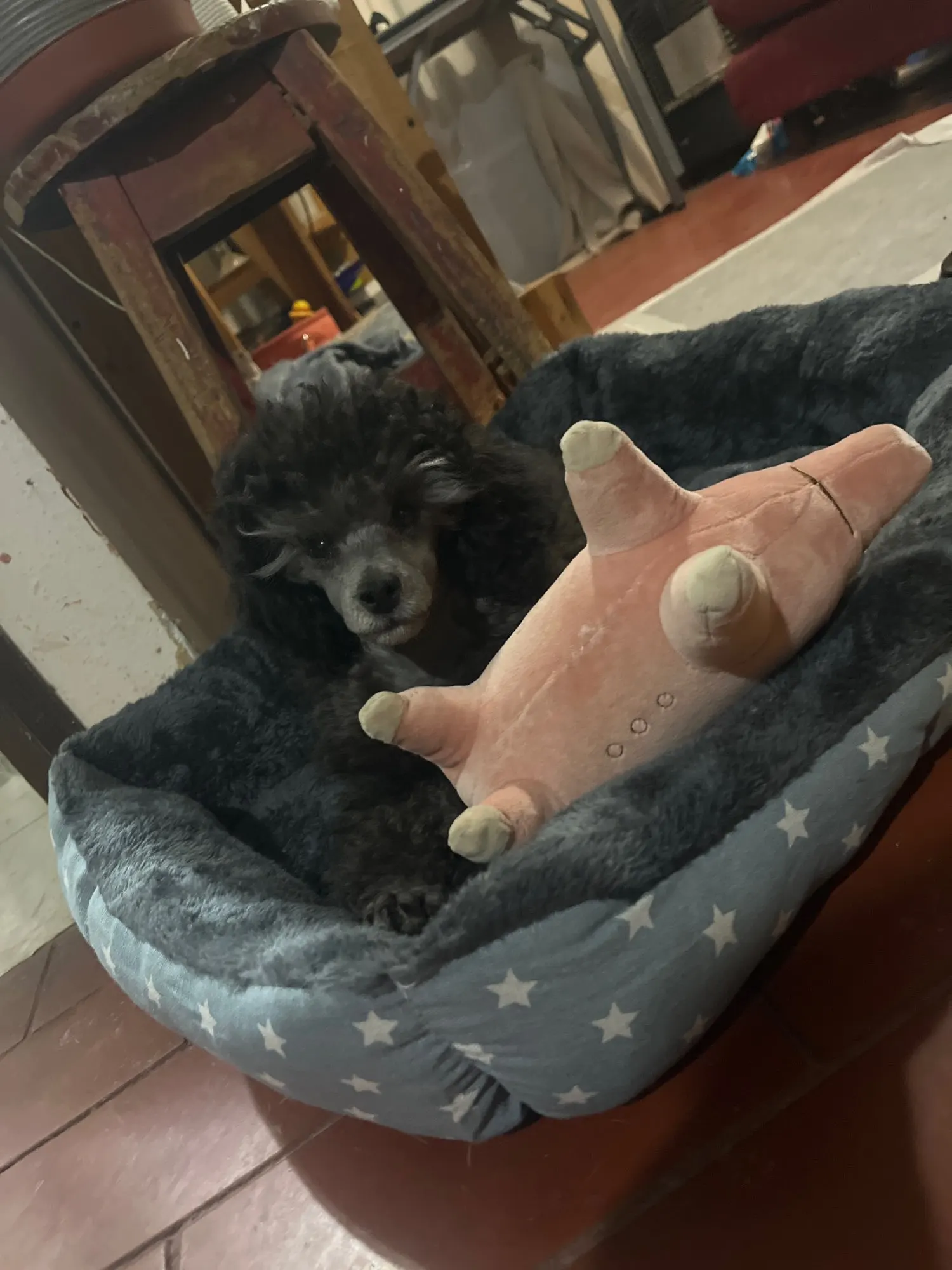 Cama Azul de Terciopelo para Perros | Súper Suave, Cálida, Tamaño L 55×45×15 cm photo review