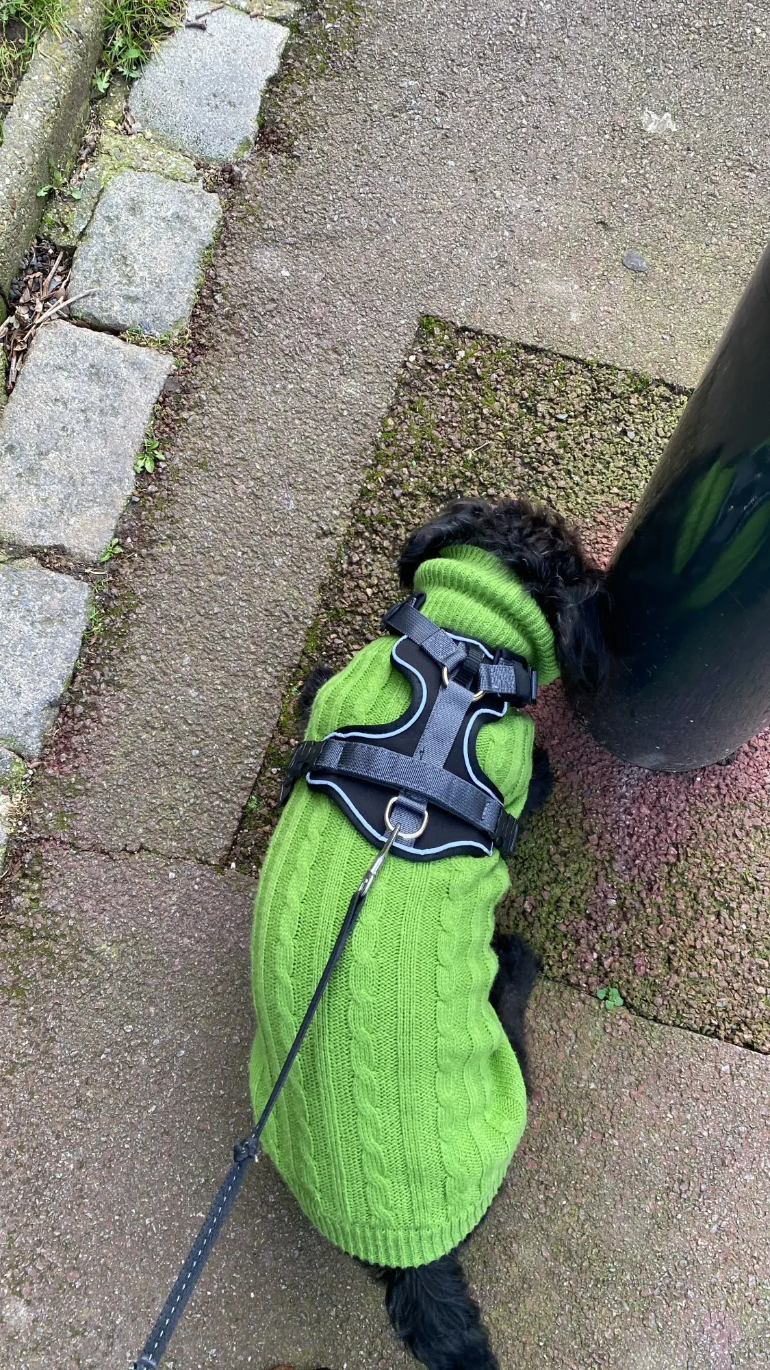 Comfortable Vest with Handle for No-Pull Walking and Training, Ideal for Dogs of All Sizes photo review