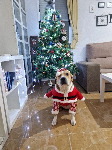 Santa Paws, Festive Costume for Your Large Furry Friend photo review