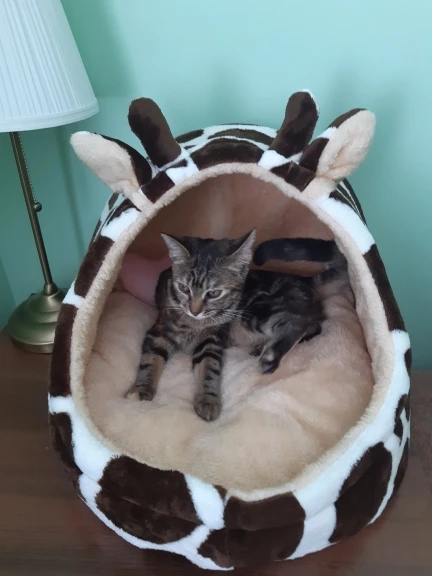 Kawaii Animal-Themed Cat Bed photo review